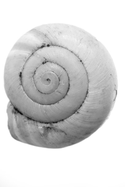 贝壳，微距照片。黄金比例螺旋式上升显然是存在的。图片下载