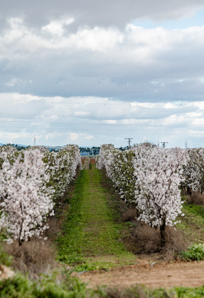 在一个种植园里种植开着白色和粉红色花朵的杏树图片下载
