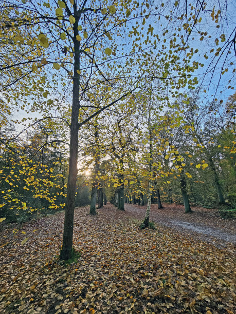 荷兰，欧洲，秋天图片下载