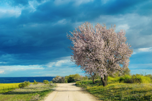 在一个种植园里种植开着白色和粉红色花朵的杏树图片下载