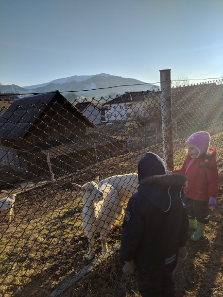 山村里的孩子们和羊群在一起。照片。图片下载