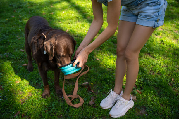 一个女人给狗喂水的特写照片图片下载