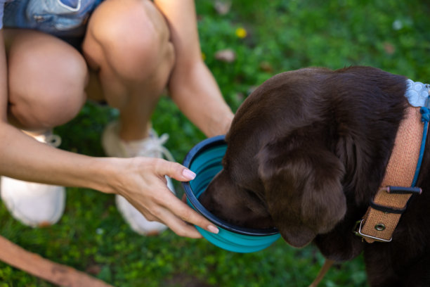 一个女人给狗喂水的特写照片图片下载