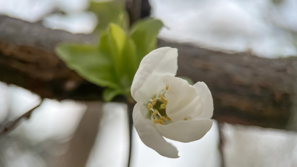 春天樱花盛开，白花特写。春天樱花盛开，微距照片浅景深。图片下载