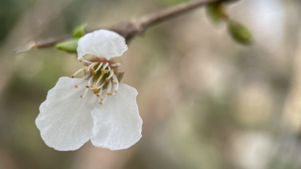春天樱花盛开，白花特写。春天樱花盛开，微距照片浅景深。图片下载