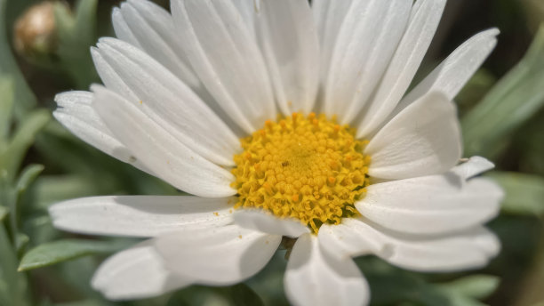 花园里的白色雏菊。选择性对焦和浅景深。图片下载