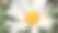 花园里的白色雏菊。选择性对焦和浅景深。图片下载