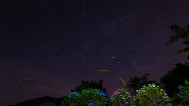 在繁星点点的夜晚，萤火虫绕着绣球花飞舞图片下载