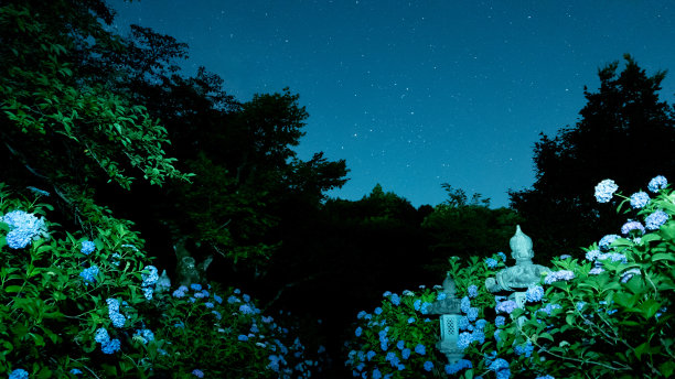 通向星空的绣球小径图片下载