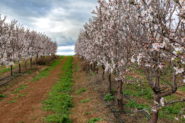 在一个种植园里种植开着白色和粉红色花朵的杏树图片下载