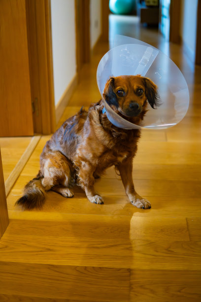 一张戴着伊丽莎白时代项圈的棕色狗在家里受惊的照片。阉割的巴斯克牧羊羊。图片下载