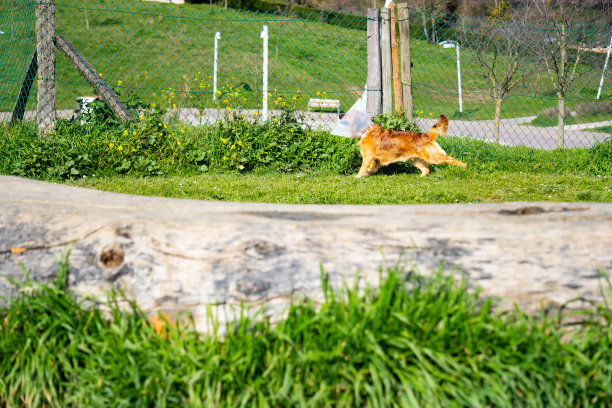 在公园的草地上，一只戴着伊丽莎白式项圈的狗的照片。巴斯克的牧羊人。图片下载