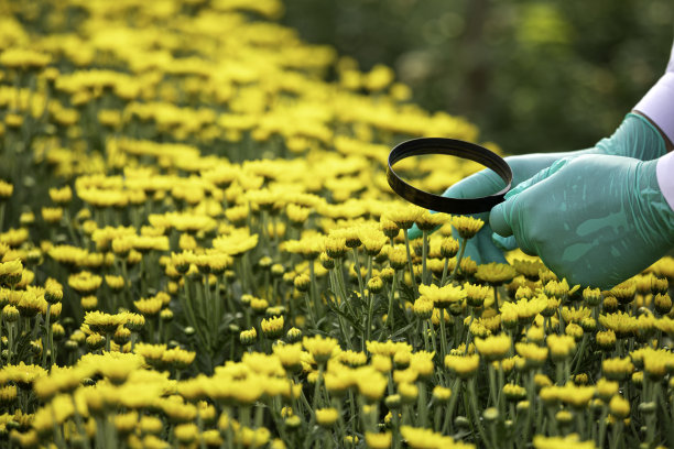 戴着绿色橡胶手套的手拿着放大镜检查黄色菊花的特写图片下载