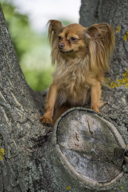 一只可爱的红色俄罗斯长毛Toi梗狗的特写照片，它坐在树上，摆姿势供摄影师拍照。图片下载