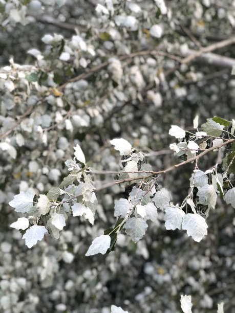 一棵桦树的叶子的全画幅照片图片下载