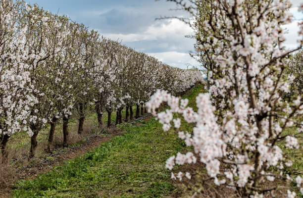 在一个种植园里种植开着白色和粉红色花朵的杏树图片下载