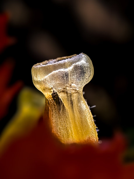 独特的花图片下载