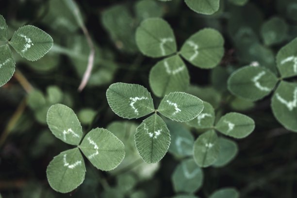 三叶草植物的特写或宏观图片下载