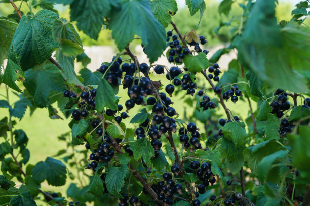 花园里的黑加仑子在树枝上成熟了图片下载