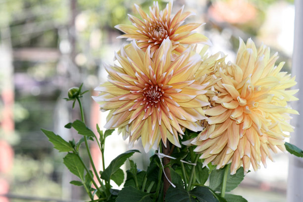 “装饰大丽花”品种，黄白色带点红色:(图片来源:Sanjiv Shukla)图片下载