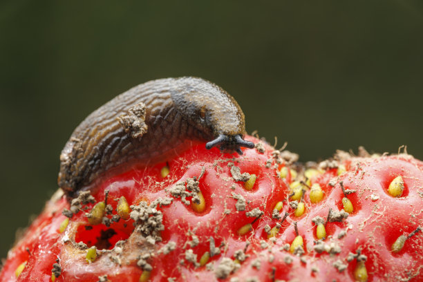 一只鼻涕虫在草莓上移动图片下载