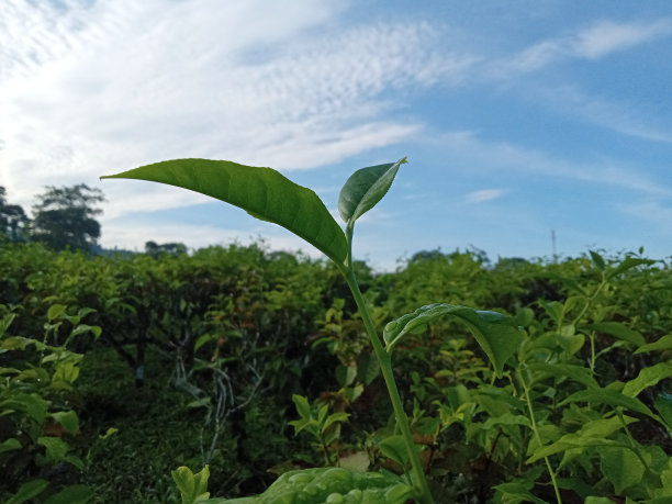 茶园绿色背景的茶叶特写照片图片下载