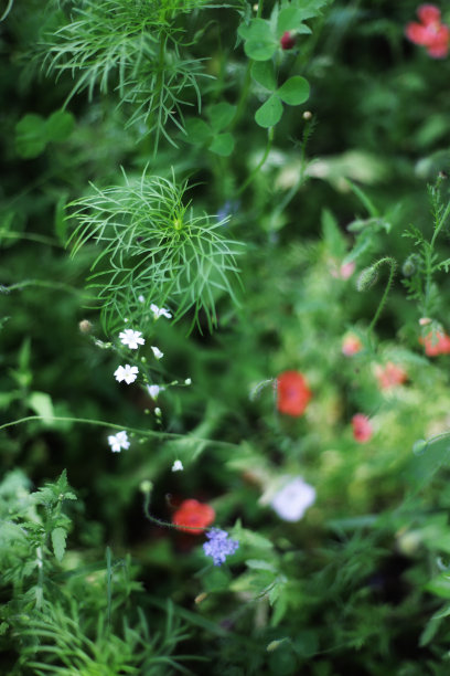 野花草地的特写照片，背景模糊图片下载