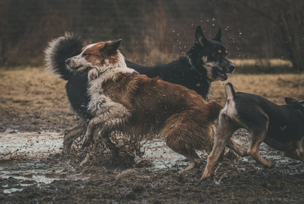 一群狗在潮湿泥泞的水坑里奔跑的动态照片。水平的。图片下载