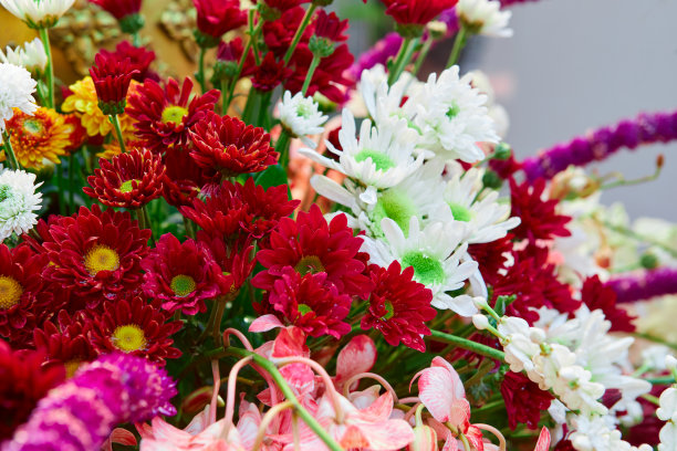 红色菊花花束的特写图片下载