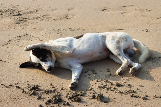 印度野生流浪狗躺在潮湿、压实的沙滩上，前腿放在头上，侧卧，特写照片，阳光明媚的海滩，聚焦于前景图片下载