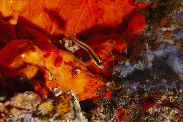 条纹虾虎鱼- Gobius vittatus，海洋生物地中海水肺潜水员的观点。水下照片图片下载