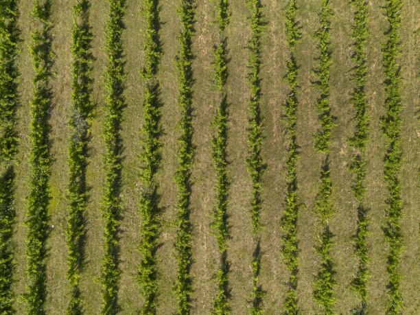 夏日的葡萄园图片下载