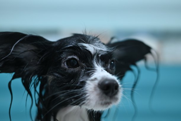 长着大耳朵的湿狗，一条被洗过的蝴蝶犬图片下载