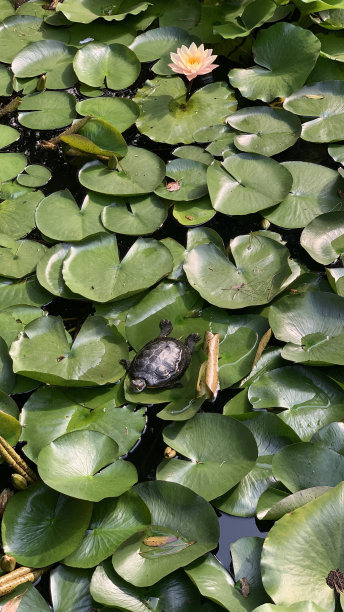 龟水花图片下载