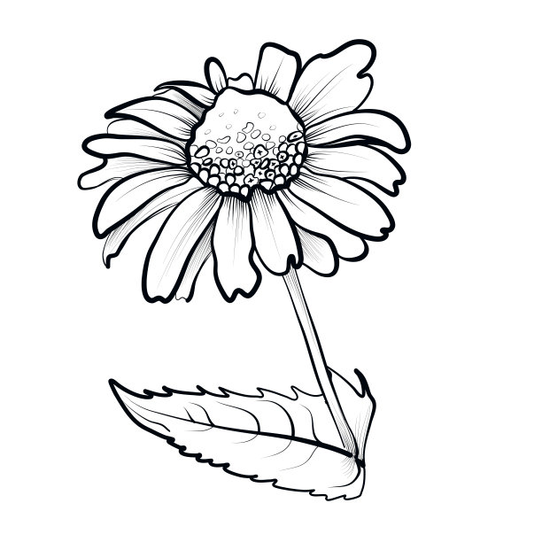 黑色和白色的雏菊图案矢量插图图片下载