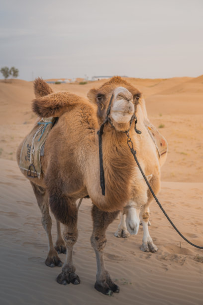 在中国的内蒙古，日落时的沙漠骆驼，中国包头图片下载