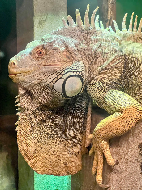 一张大蜥蜴坐在树枝上的照片。图片下载