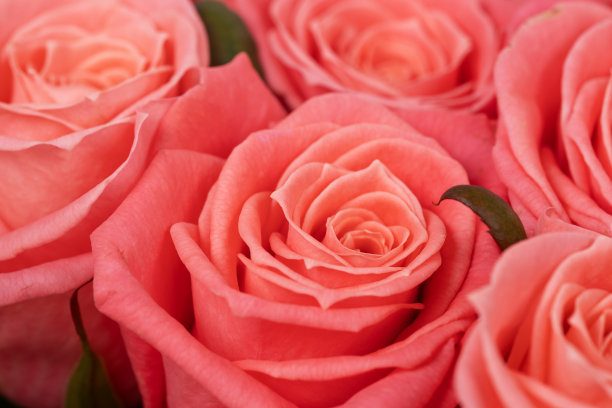 粉色玫瑰自然花卉背景近距离垂直照片。鲜花在花蕾图片下载