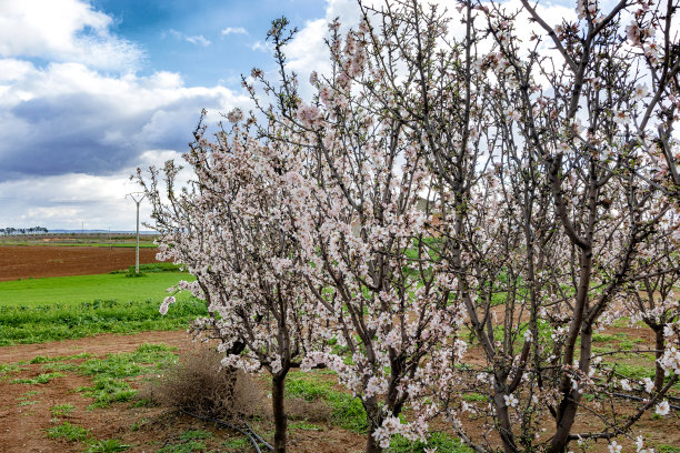 在一个种植园里种植开着白色和粉红色花朵的杏树图片下载