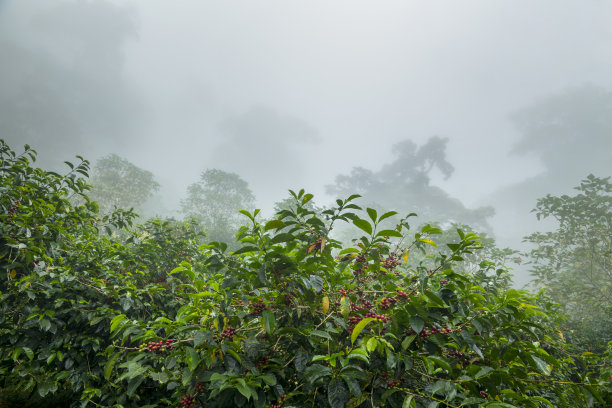 咖啡豆，咖啡樱桃豆上的树库存照片图片下载