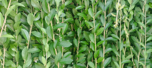 椭圆水龙花或李关耀植物。像绿帘这样的李光耀植物被用作垂直花园。那些植物茂盛地长满了围墙图片下载