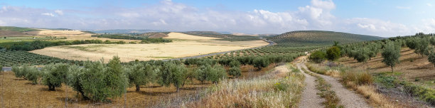 格拉纳达和科尔多瓦之间的卡米诺莫扎拉布的美丽全景照片，展现了绵延数英里的橄榄树林和沐浴在西班牙阳光下的农田图片下载