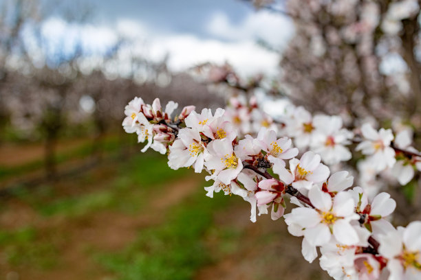 在一个种植园里种植开着白色和粉红色花朵的杏树图片下载