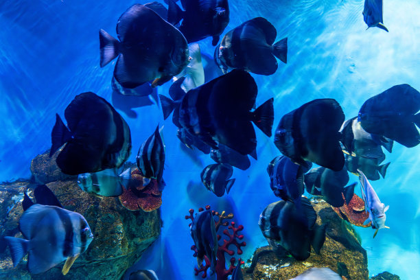 水族馆里饲养的热带观赏鱼图片下载