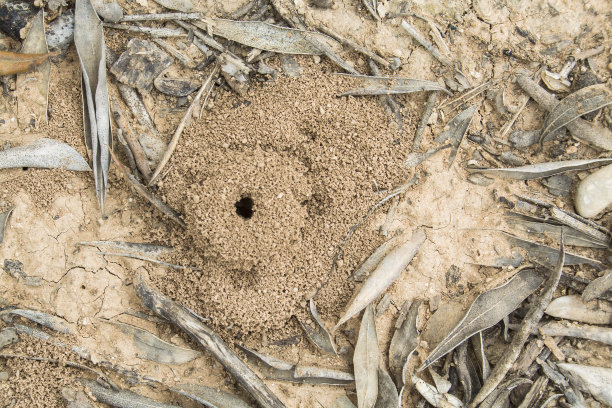 橄榄树附近的蚁丘图片下载