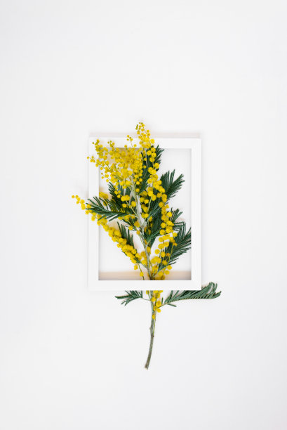 黄色含羞草枝在白色的框架在白色的背景。平铺贺卡图片下载
