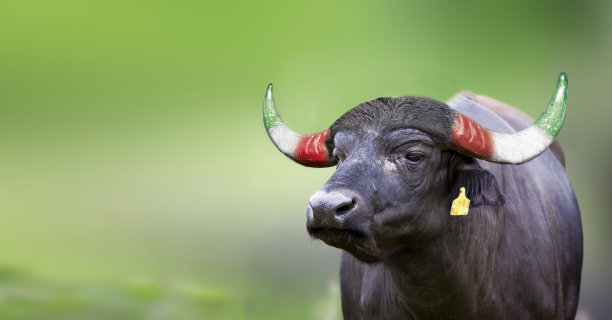 意大利水牛城图片下载