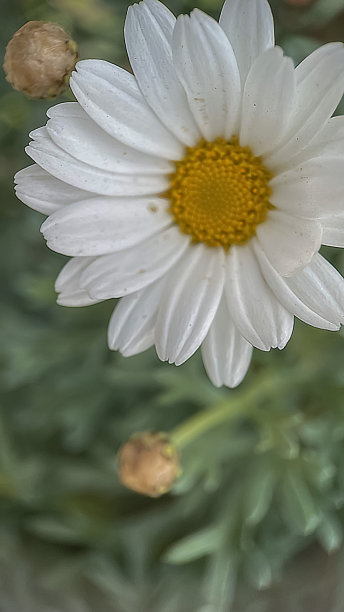 花园里的白色雏菊。选择性对焦和浅景深。图片下载