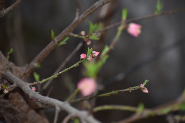 桃花儿图片下载
