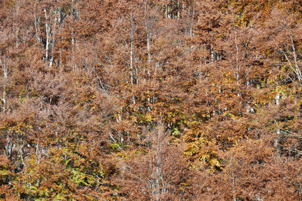 秋天的树叶在森林里，照片作为背景，秋天的树叶在坎西格利奥，贝卢诺威尼托意大利图片下载